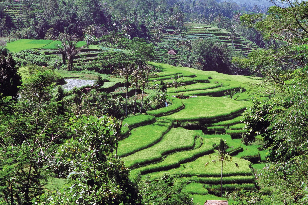 Jatiluwih, village situé à proximité du mont Batukau.