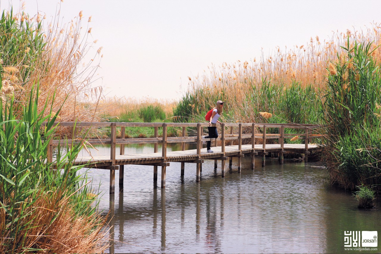 Un passage en bois dans la réserve humide d'Azraq.