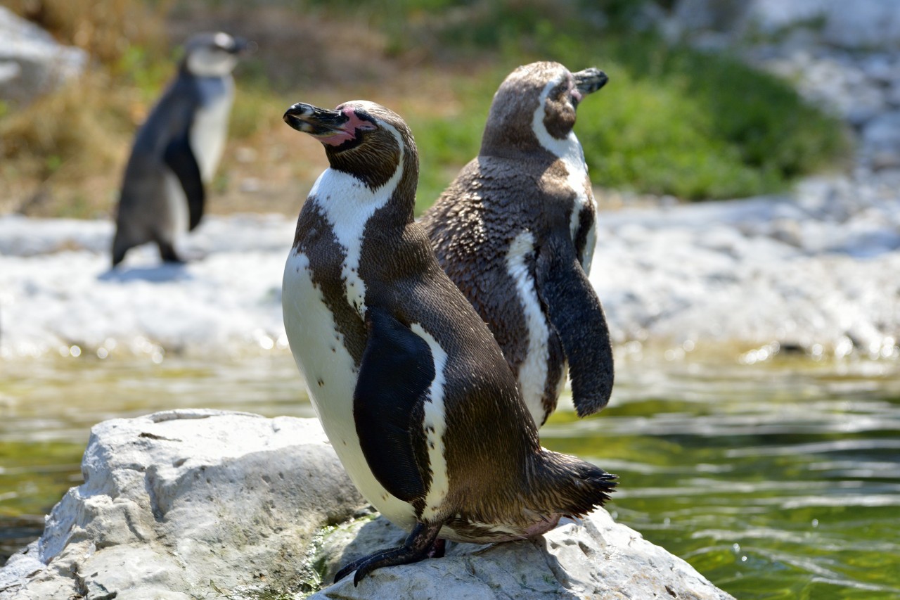 Manchots du zoo de Barcelone.