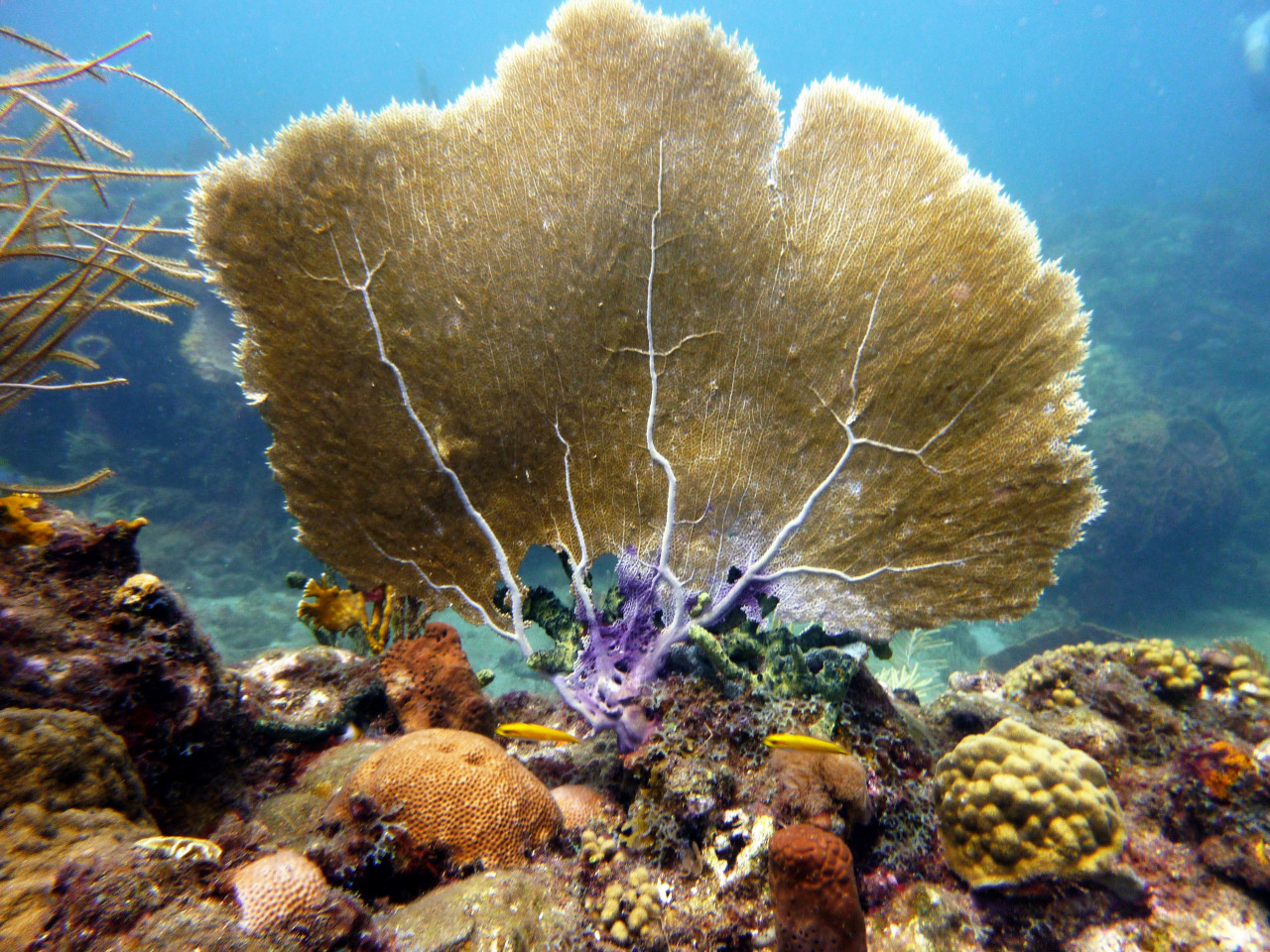 Les fonds-marins de la réserve Cousteau.