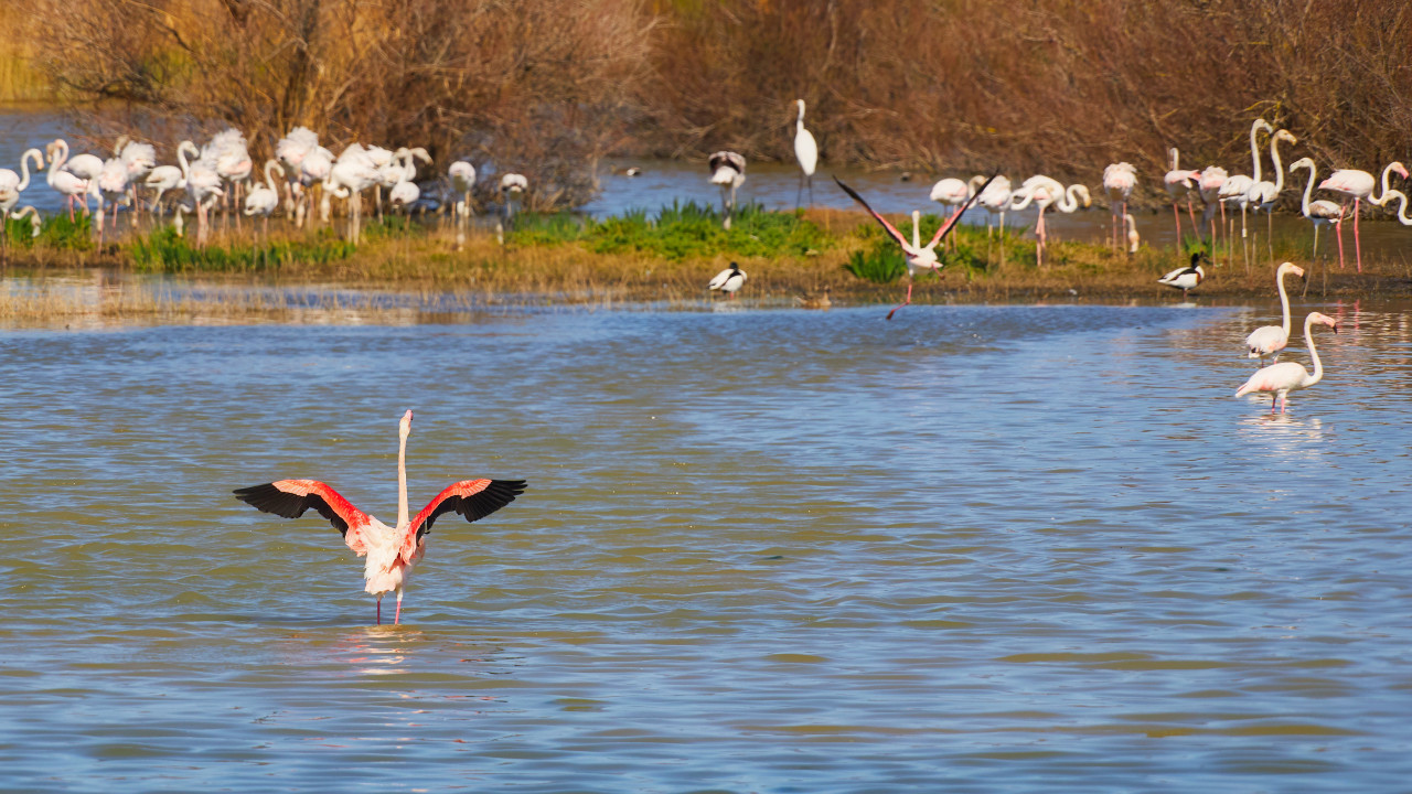 <p>Parc naturel Aigamolls de l'Emporda.</p>