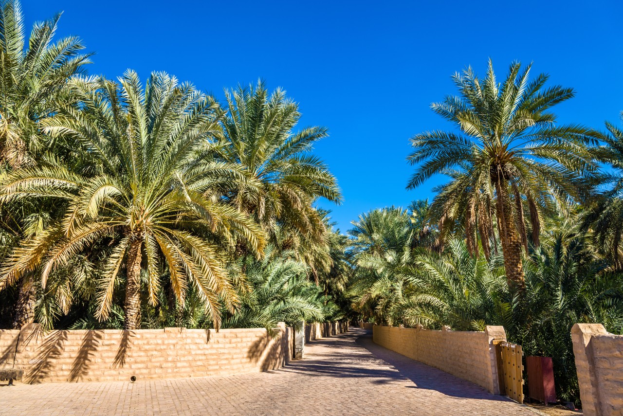 Oasis d'Al Aïn.