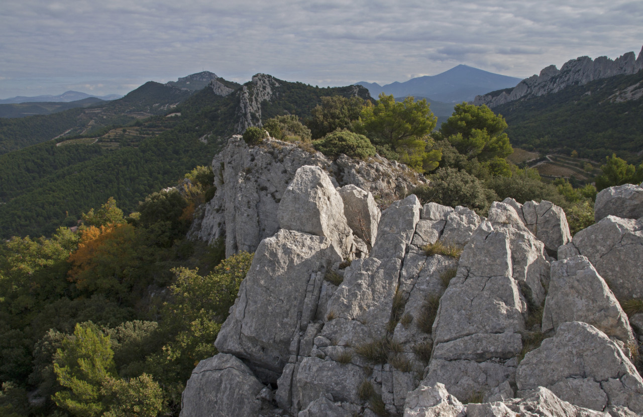 Dentelles de Montmirail.