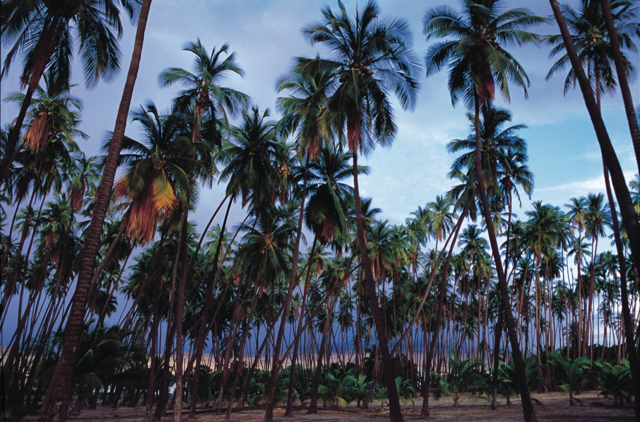 Kapuaiwa Coconut Grove.