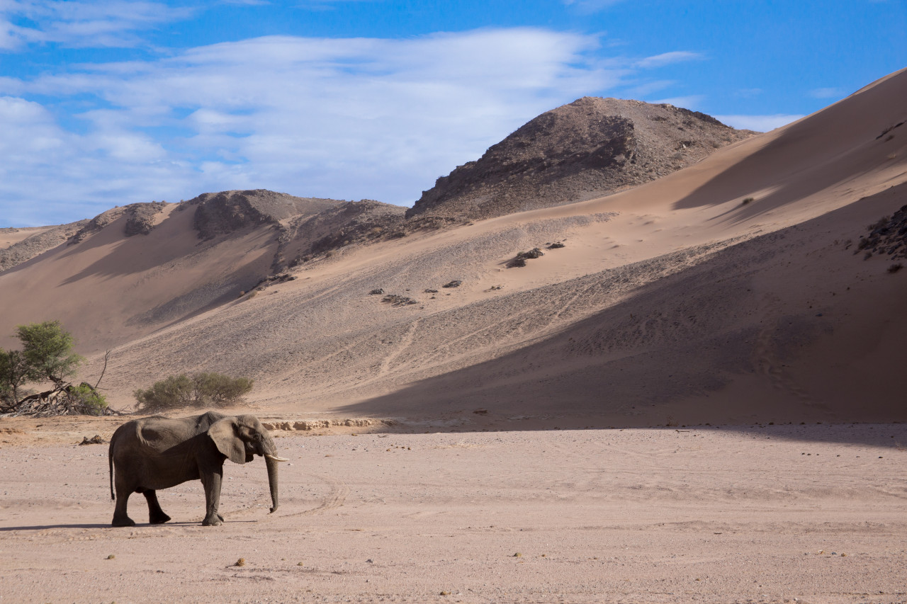 Eléphant du désert, Twyfelfontein.