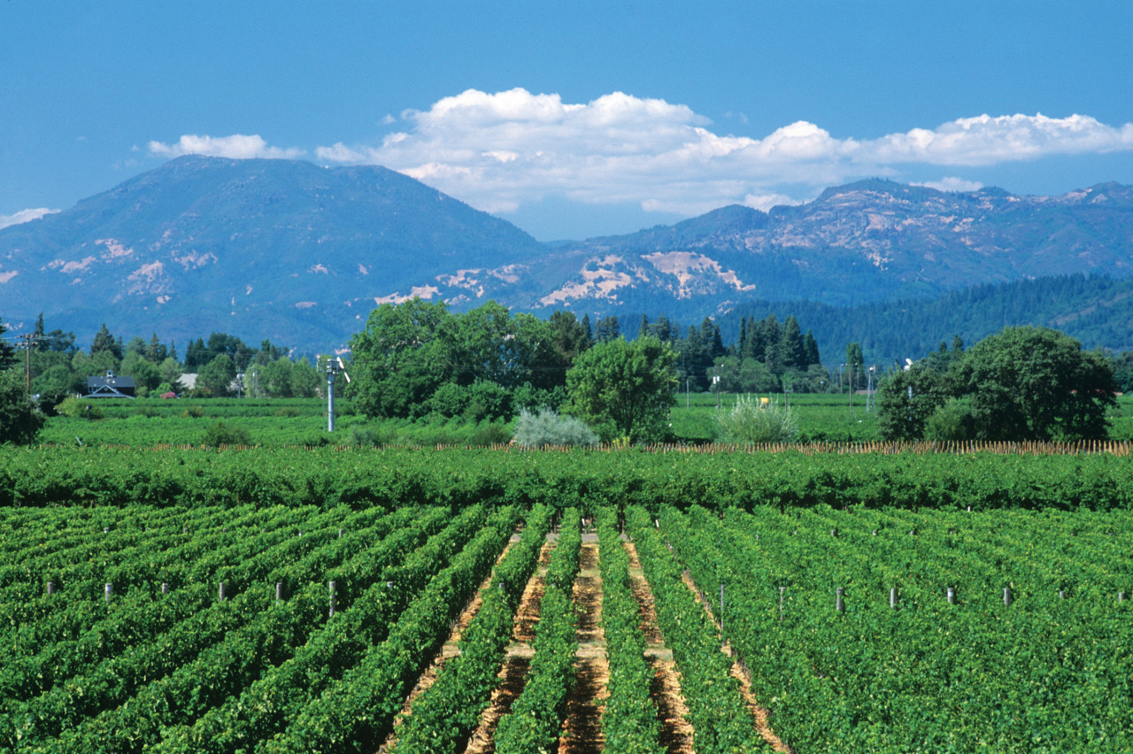 Vignoble de Calistoga, Napa Valley.