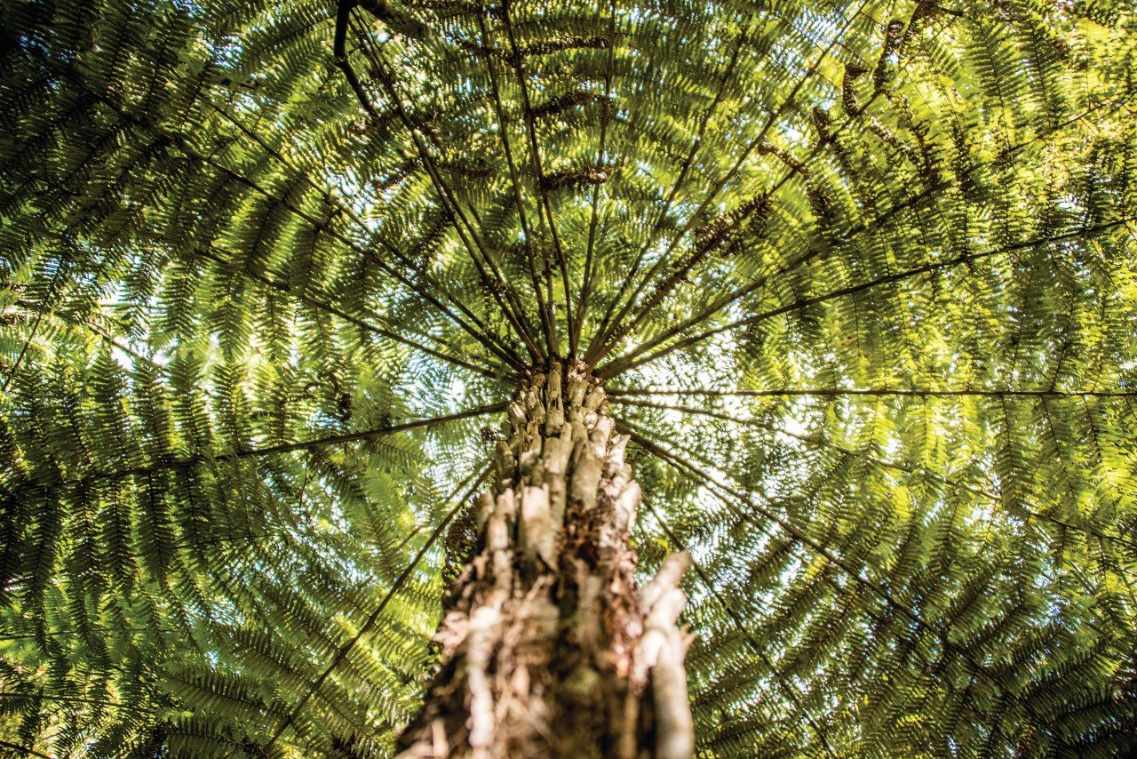 Kauri.