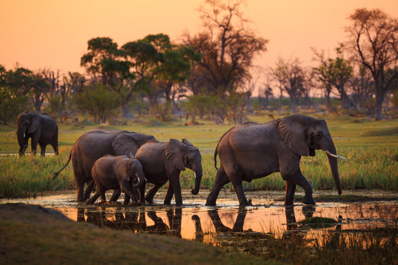 Moremi Game Reserve.