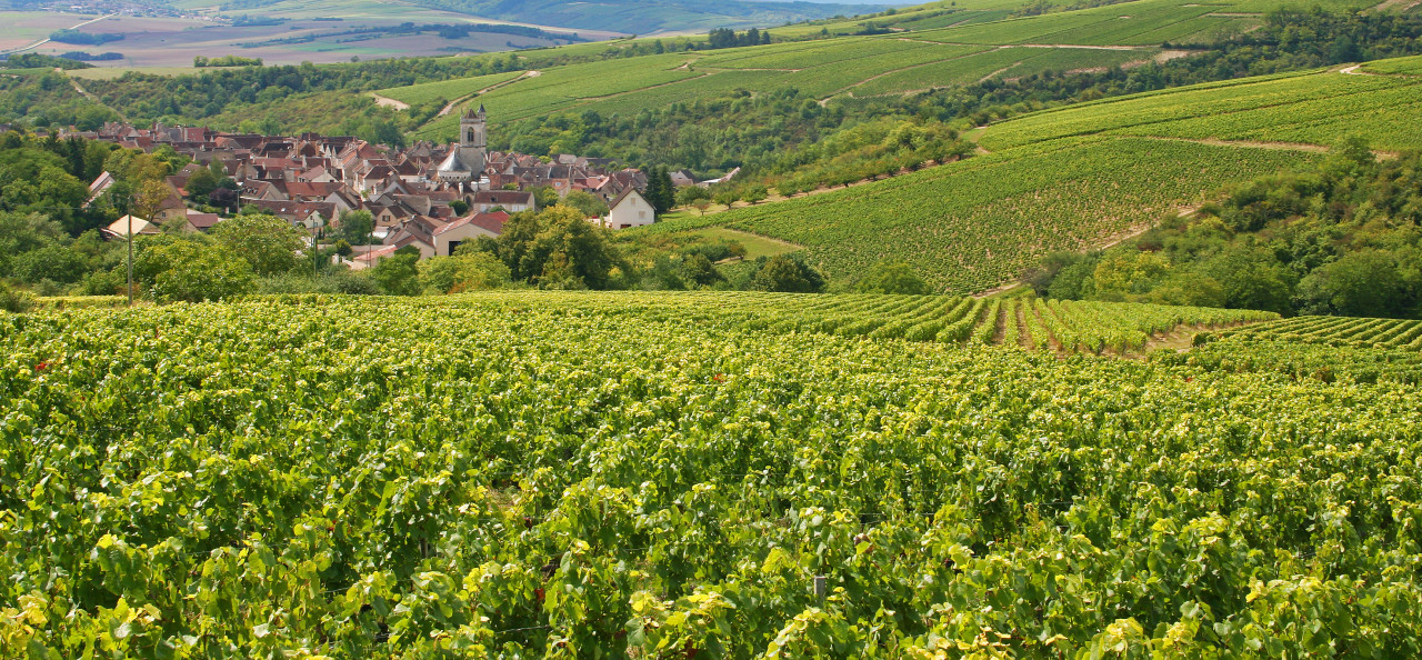 Vignes sur les côteaux d'Irancy.