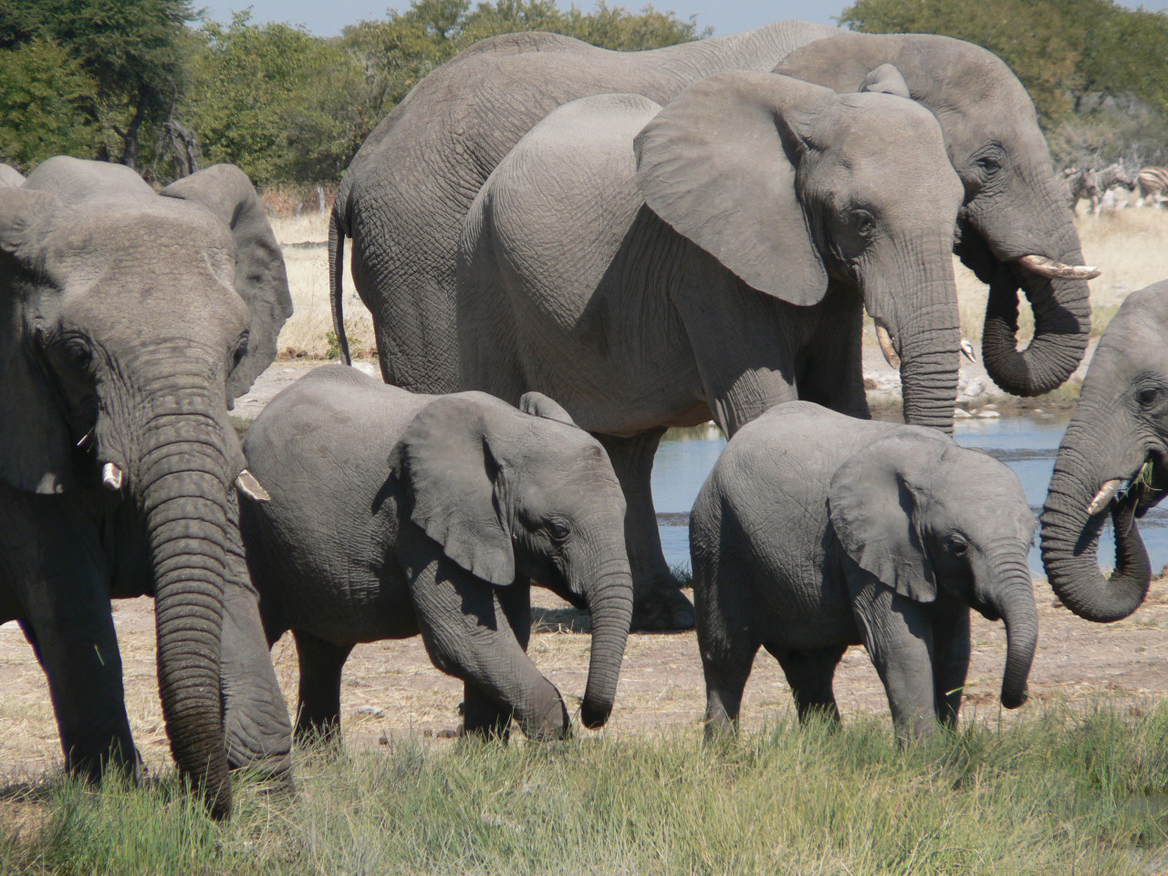 De joyeux pachydermes au sein du parc national d'Etosha.