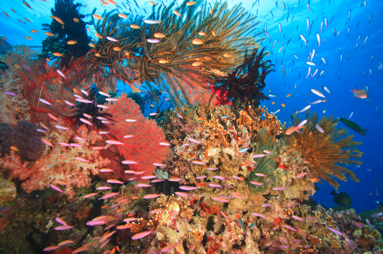 Fonds marins près de Beqa.