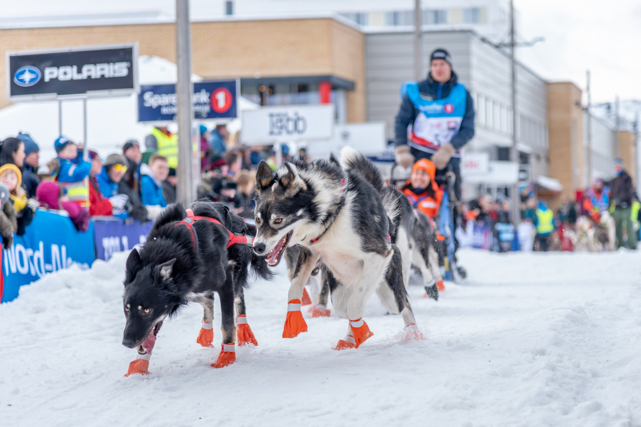 Finnmarksløpet, course de chiens de traîneau, à Alta.