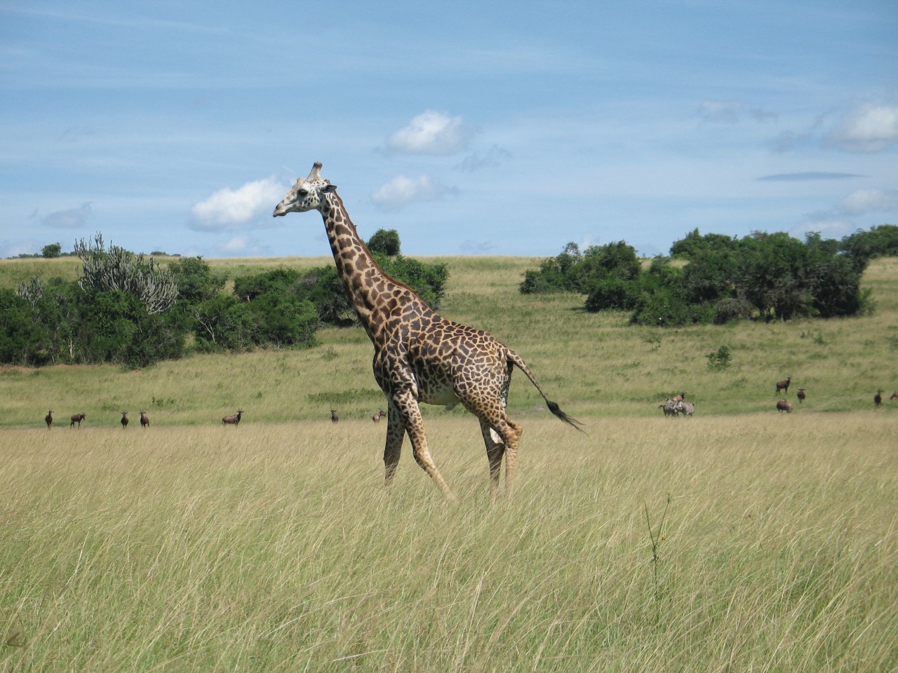 Girafe à l'Akagera.