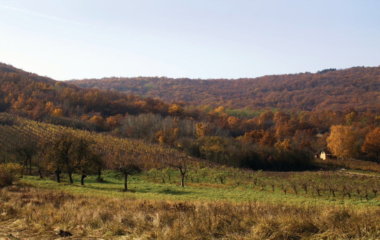 Paysage automnal de Tokaj.