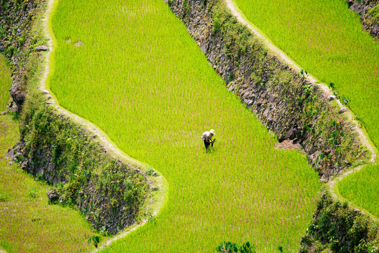 Les rizières de Batad.