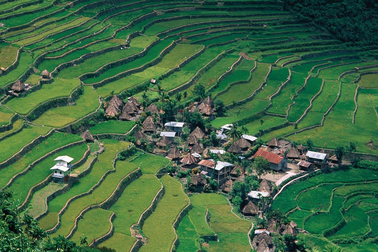 Les terrasses de riz de Batad.