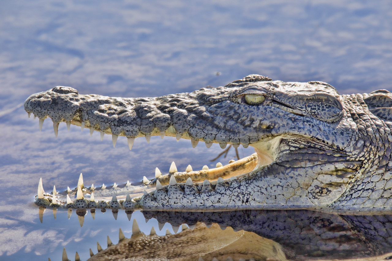 Crocodile du Chobe National Park.