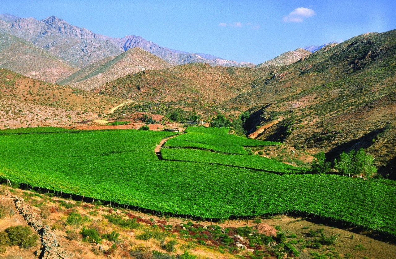 Vignes près de Serena