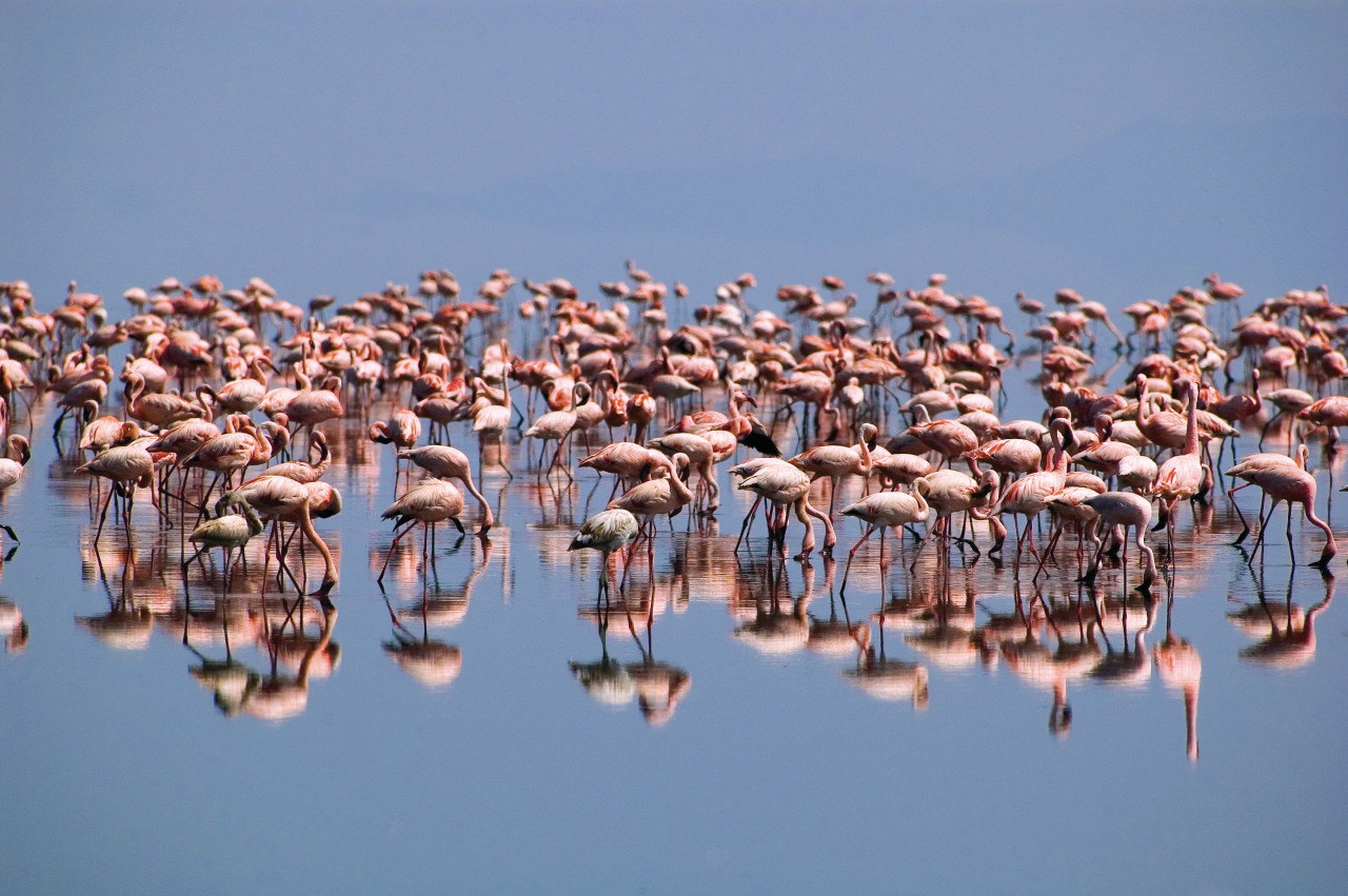 Flamants roses du lac Natron