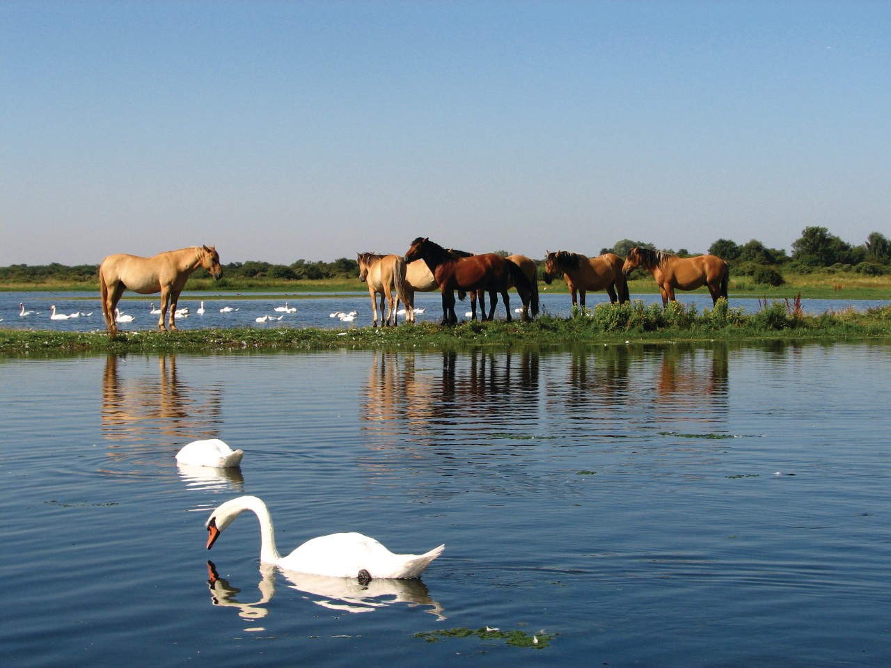 Chevaux dans un marécage du Crotoy