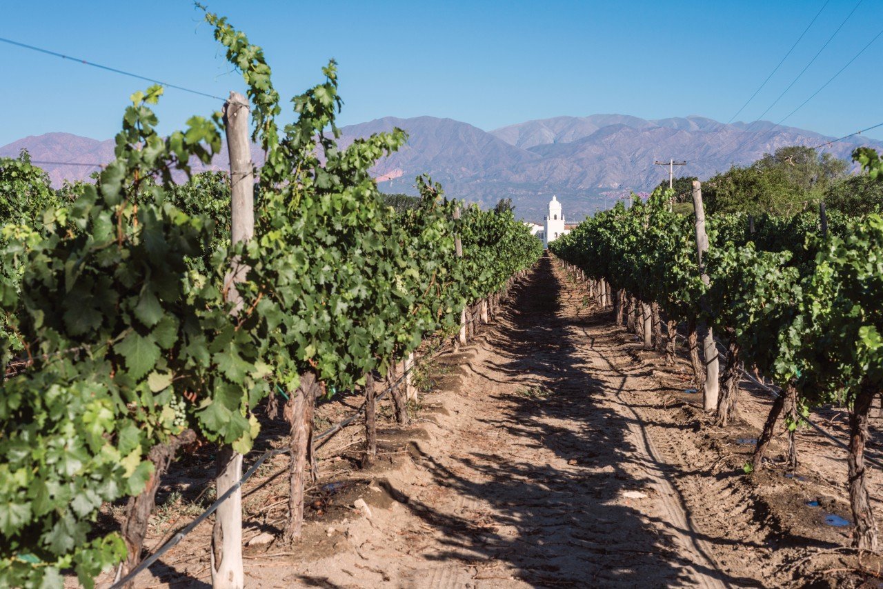 Le vignoble de Cafayate.