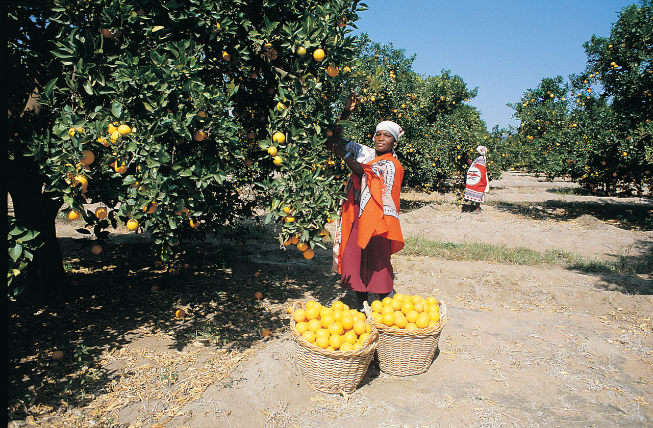 Vergers d'agrumes à Nelspruit, la Californie africaine