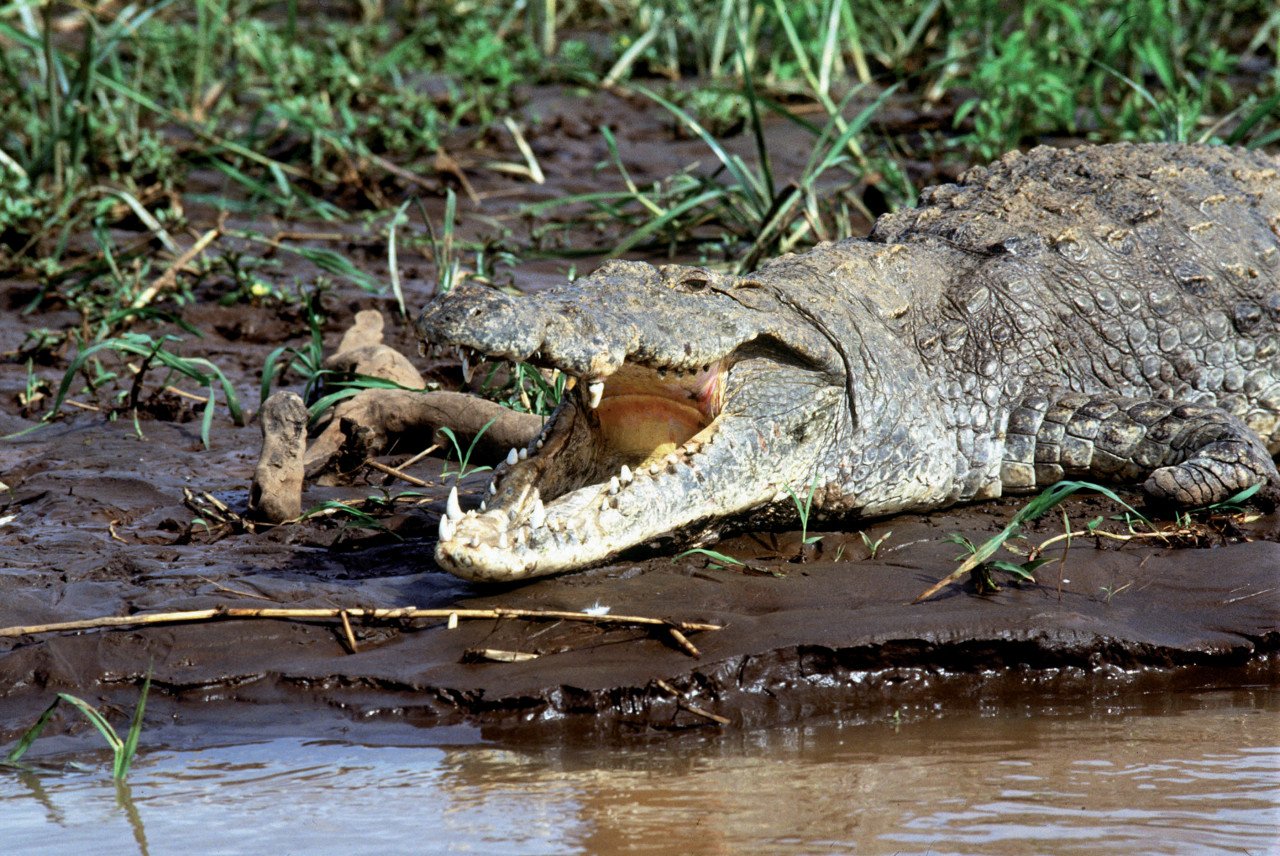 Crocodile sur la berge du lac Baringo