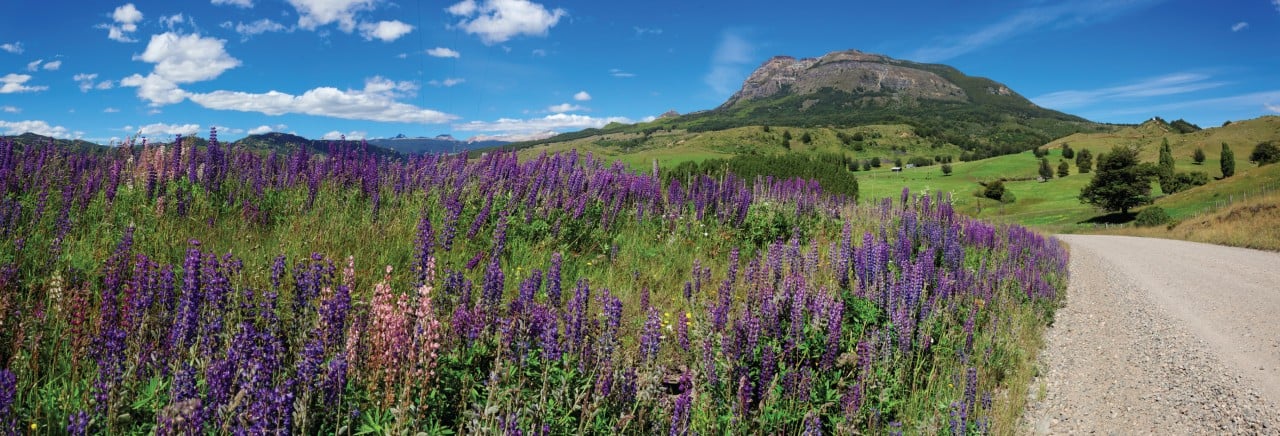 Champ de lavande à Coyhaique.