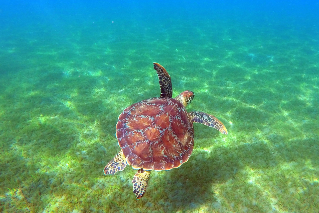 Tortue verte de Guadeloupe.