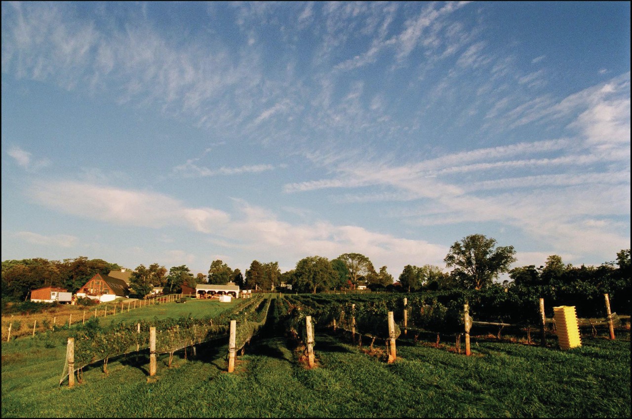 Blenheim Vineyards