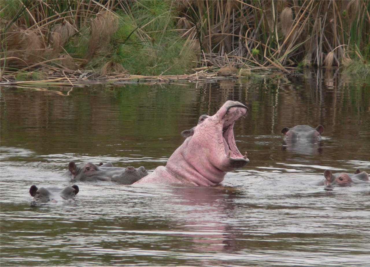 Au Mahango et Lianshulu, les hippopotames ont aussi des coups de soleil !