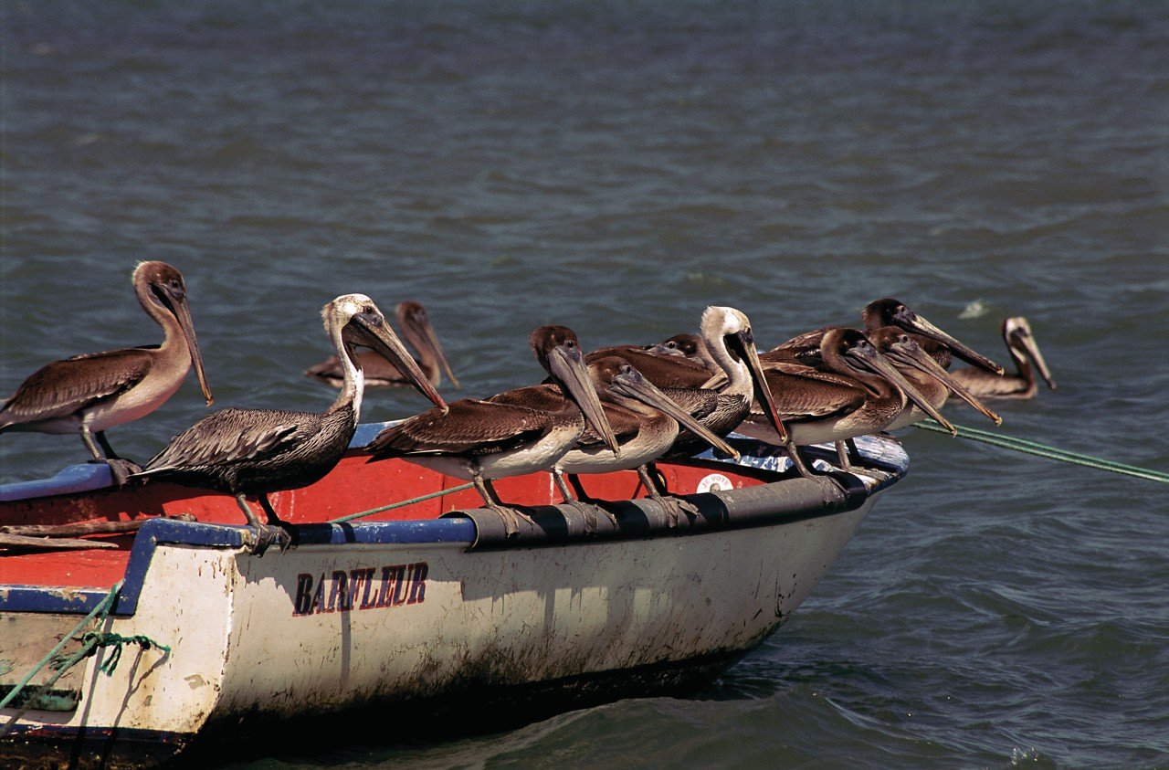 Pélicans à Sainte-Rose.