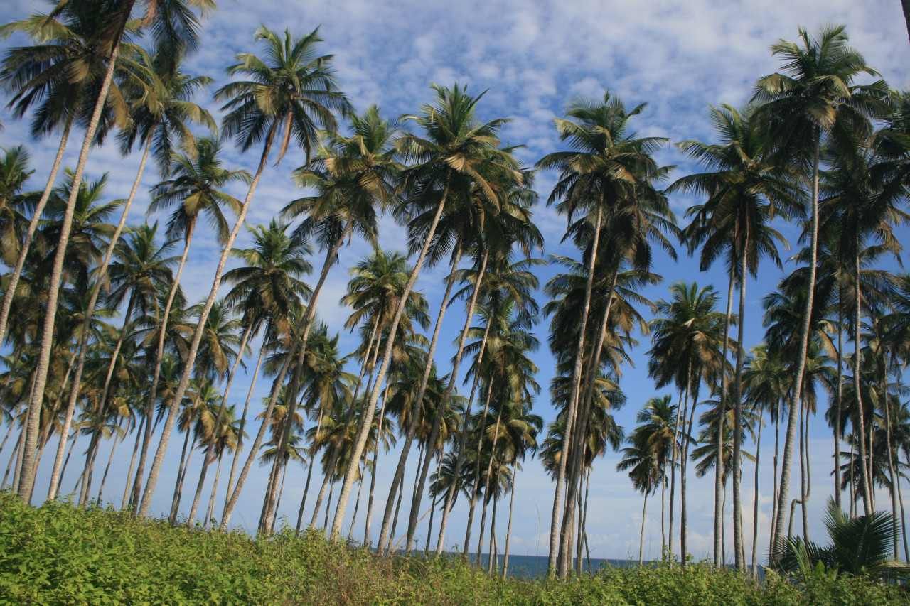 Forêt de palmiers, Jacqueville.