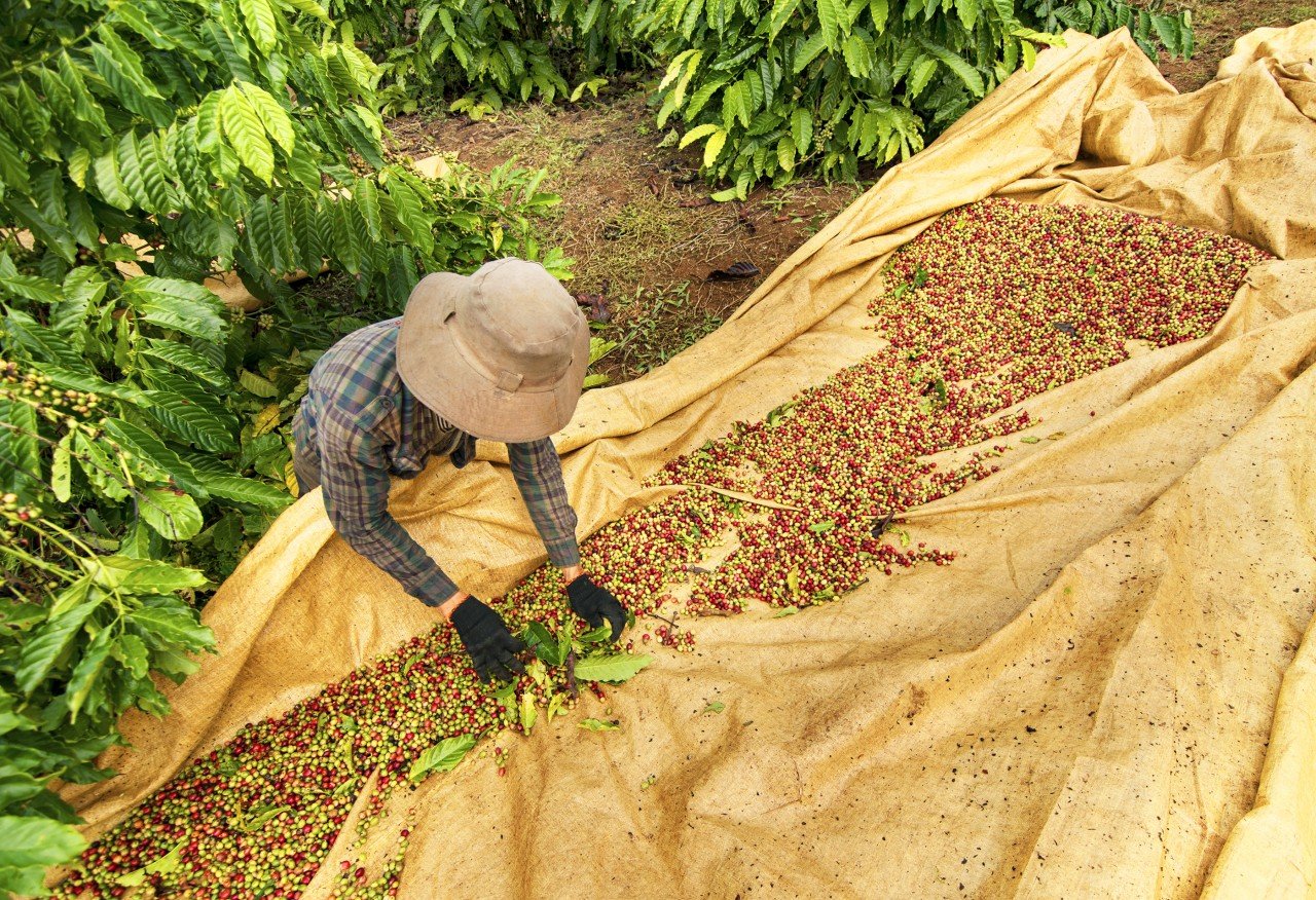 Plantation de café a Buôn Ma Thuôt.