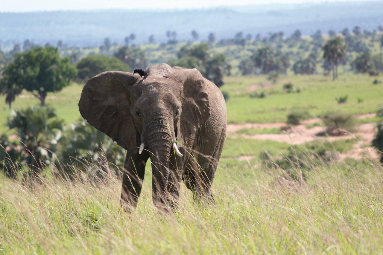 Parc national de Murchison Falls.