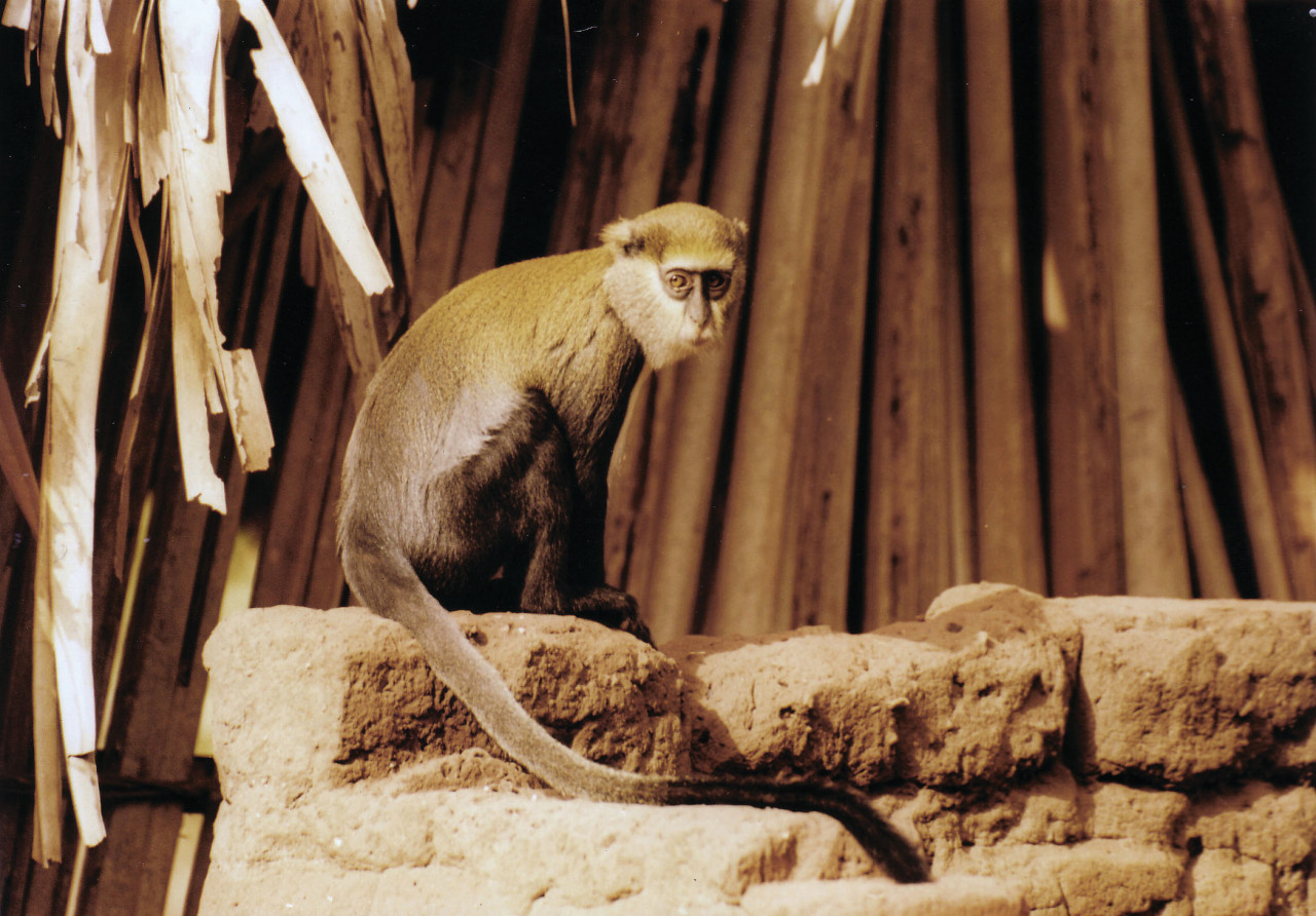 Sanctuaire pour singes de Boabeng-Fiema.