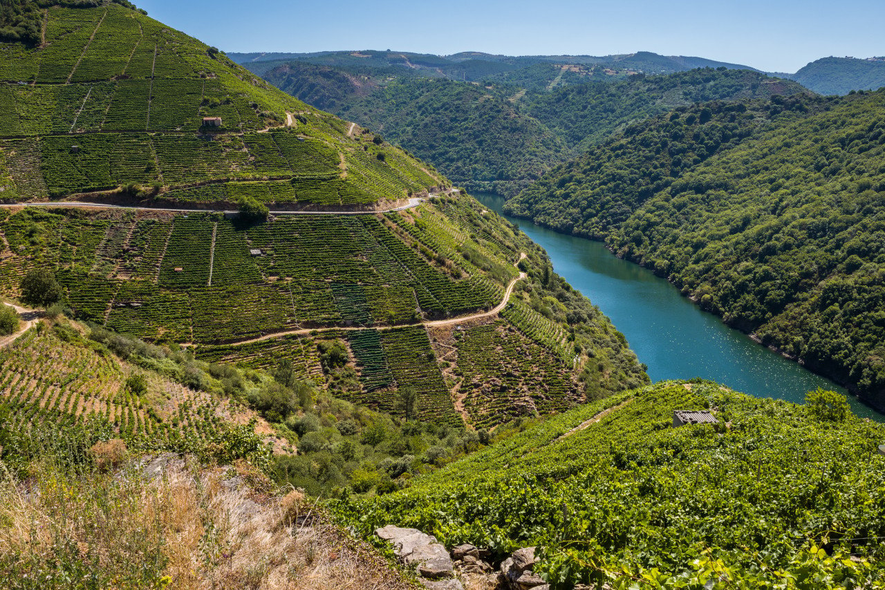 Les vignes des environs de Lugo.