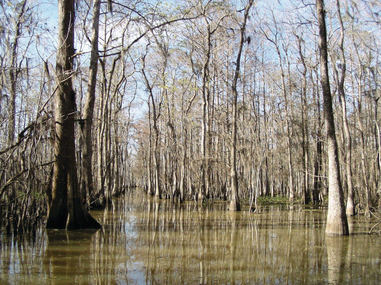 Swamp tour dans la région de Houma.