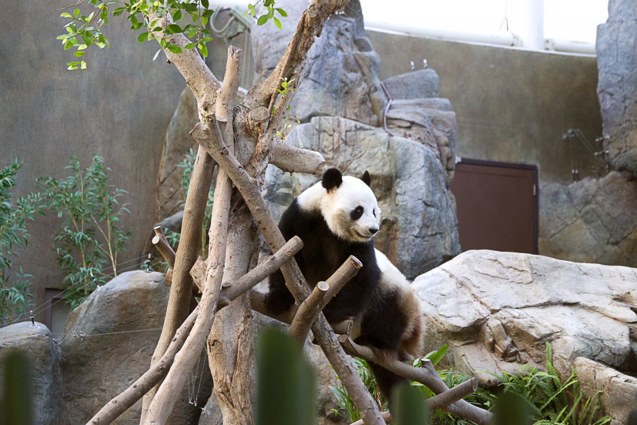 Panda dans le zoo d'Ocean Park.