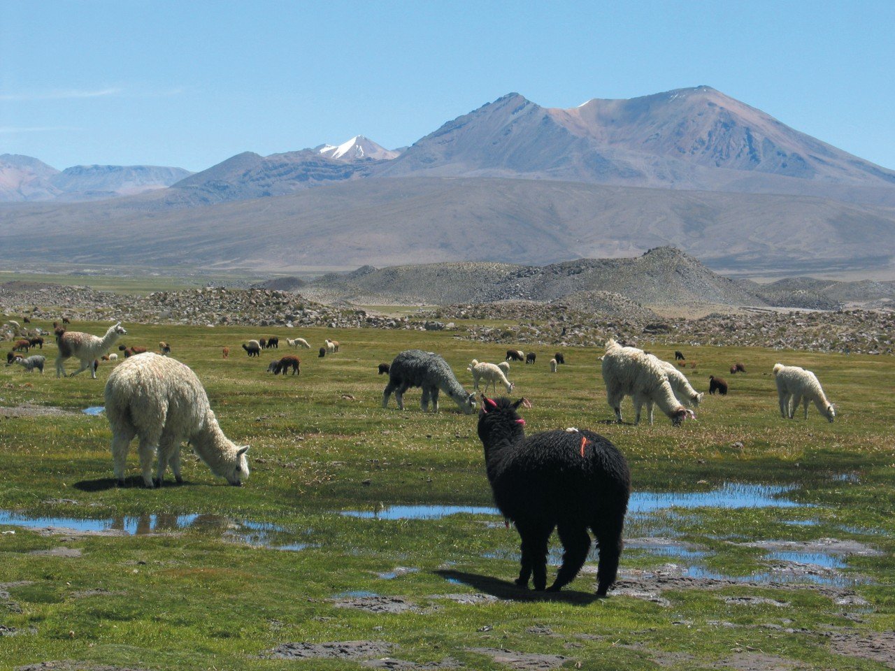 Lamas dans les bofedales