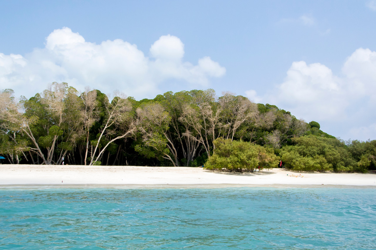 <p>Mangroves sur les îles Musha - Maskali.</p>