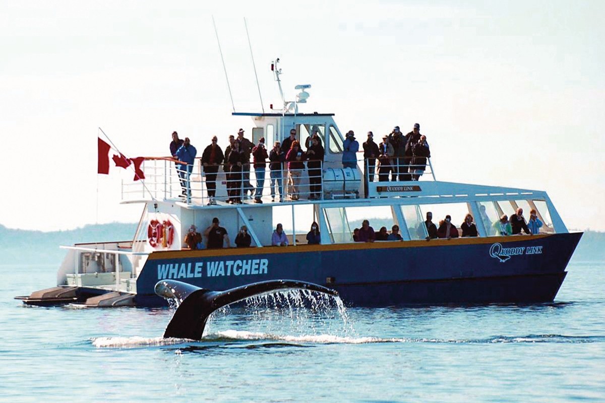 Observation des baleines de la baie de Fundy.