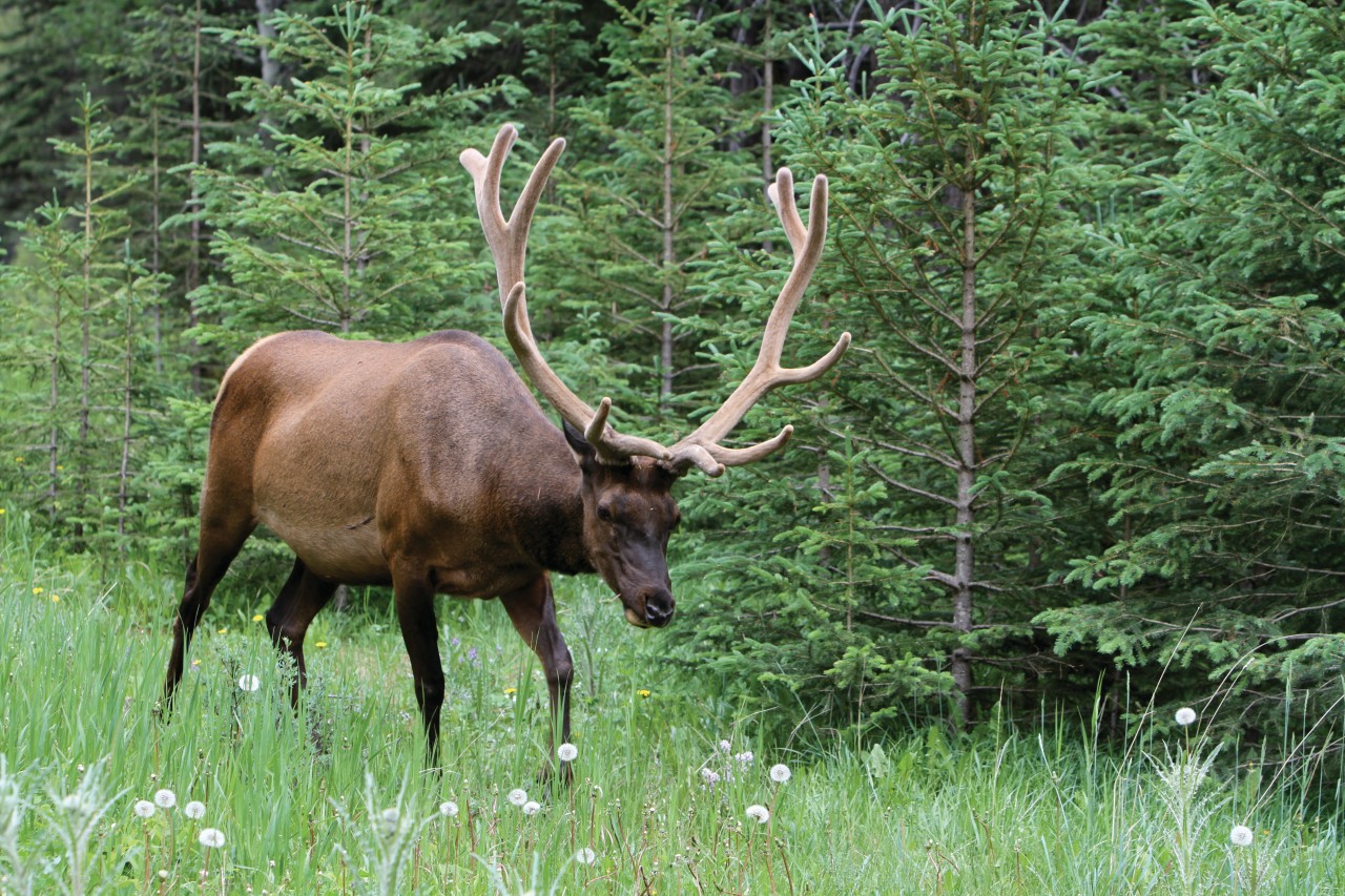 Wapiti le long de la Bow Valley Parkway.