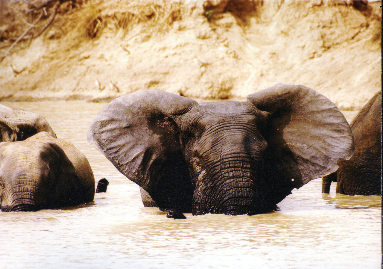 Eléphant dans le Parc national de Mole.