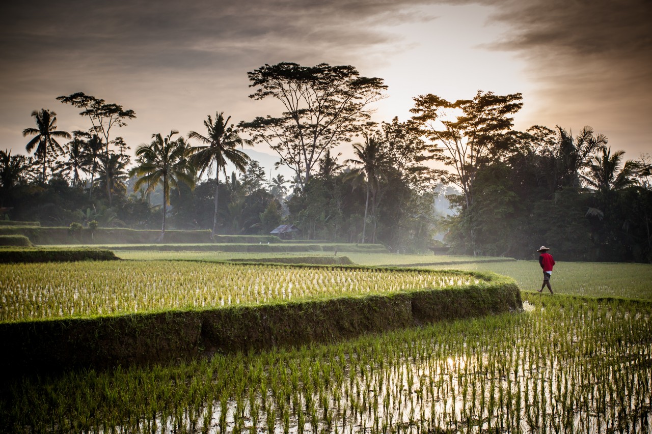 Rizière près d'Ubud.