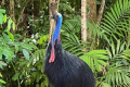 CASSOWARY COAST TOURISM