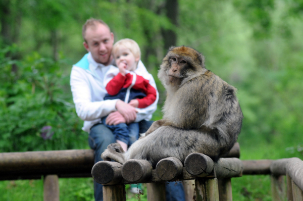 La Forêt Des Singes Parc Animalier Et Aquarium