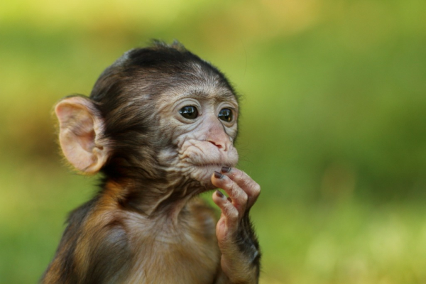 La Forêt Des Singes Parc Animalier Et Aquarium