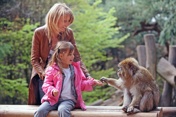 La Forêt Des Singes Parc Animalier Et Aquarium