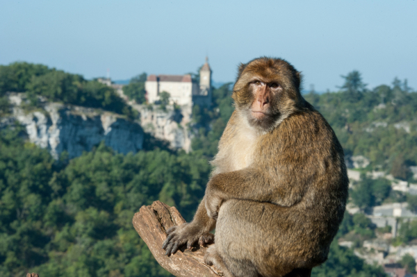 La Forêt Des Singes Parc Animalier Et Aquarium